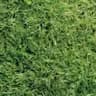 Pasto