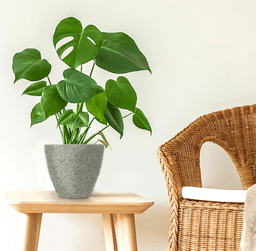 603d46eebb36b_stone-gris.png miniatura