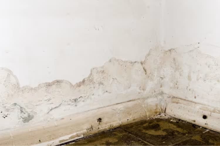 ¡Prepárate para la lluvia! Protegé tu casa con pintura antihumedad