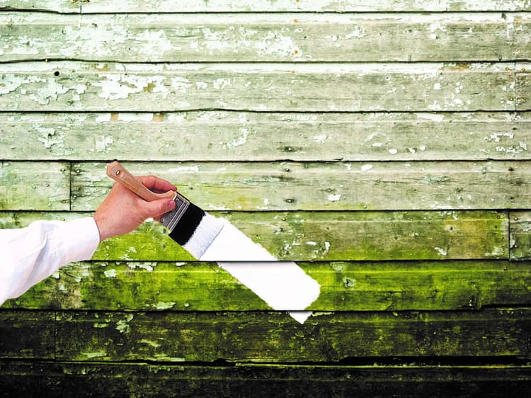 Imagen 5eb2dbb41411a_zinssermoldkilling3.jpg