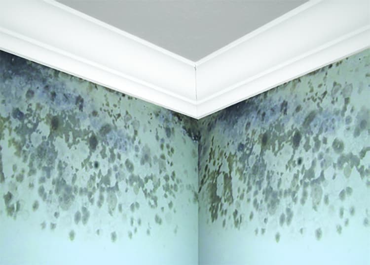 Imagen 5eb2dbb44b7ee_zinssermoldkilling5a.jpg