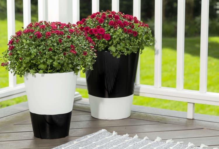 Imagen 5ed3dd68e8a21_245199245196spp01890818unioutdoorflowerpotscloseupglossblackglosswhite114.jpg