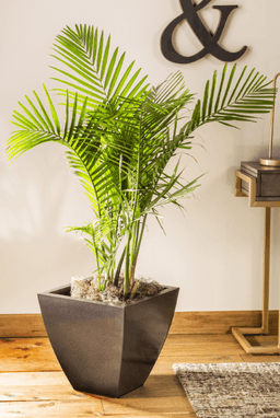 6039486ac3648_martillado-marron.png miniatura