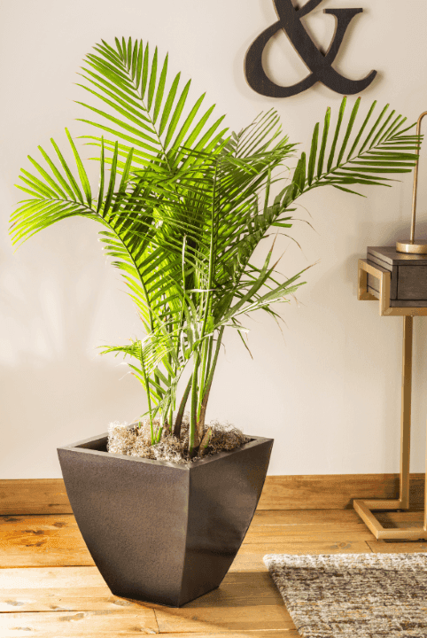 Imagen 6039486ac3648_martillado-marron.png