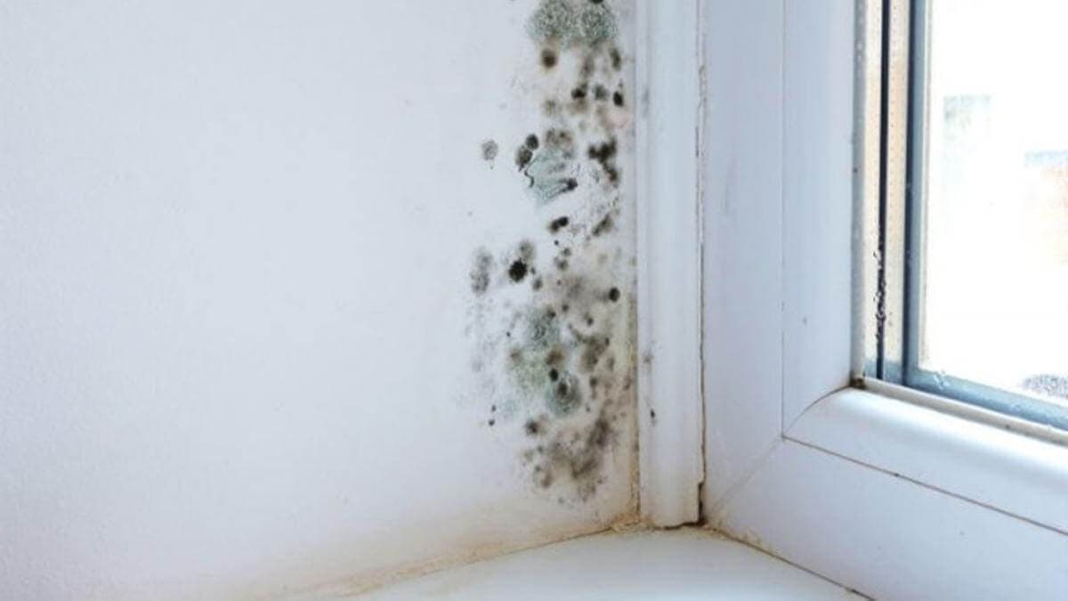 como sacar la humedad de la pared